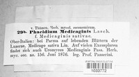 Phacidium medicaginis image